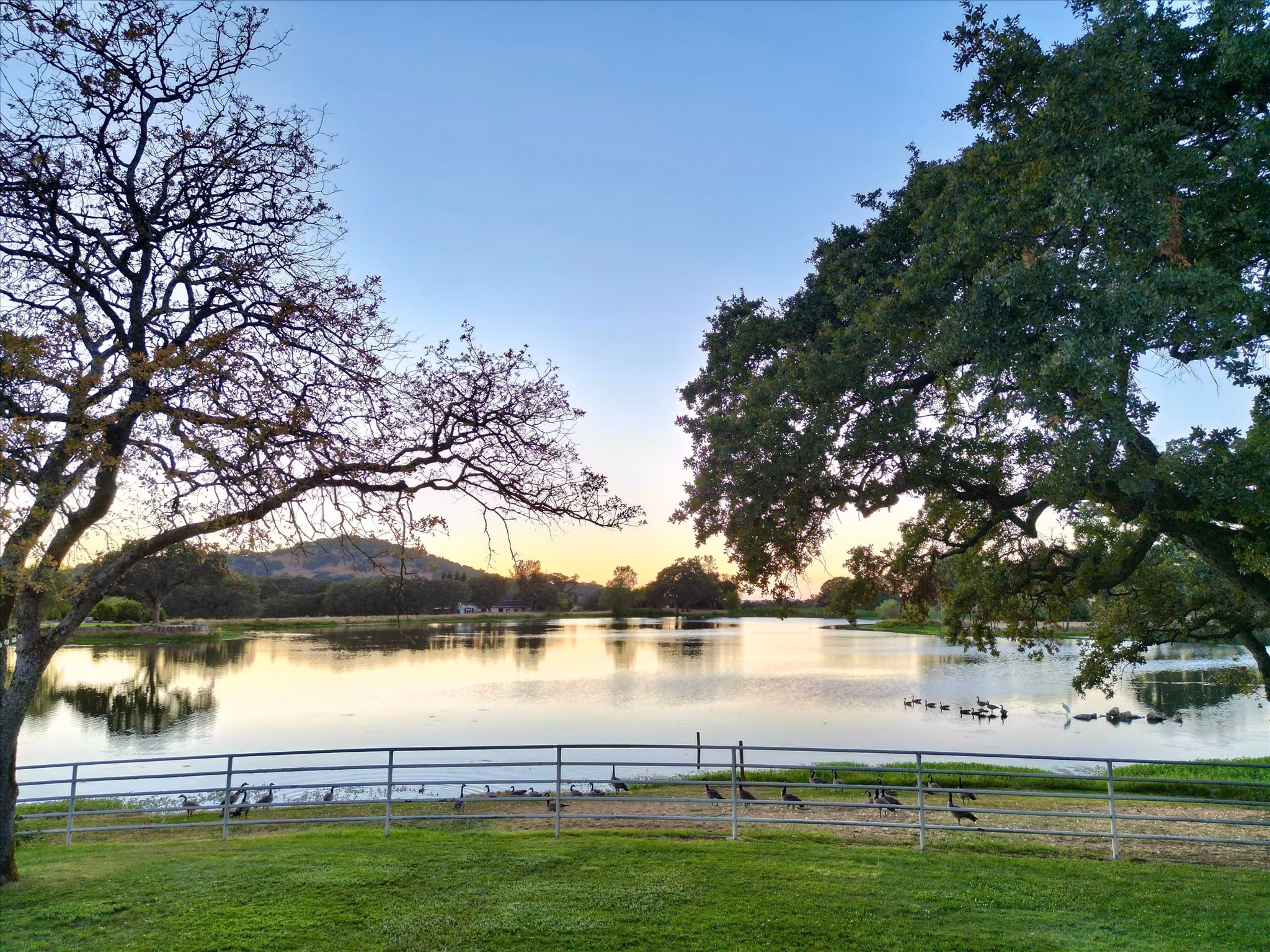 The private nine-acre lake at first light, framed by two valley oaks, with Canada geese along the fence line on the near bank.