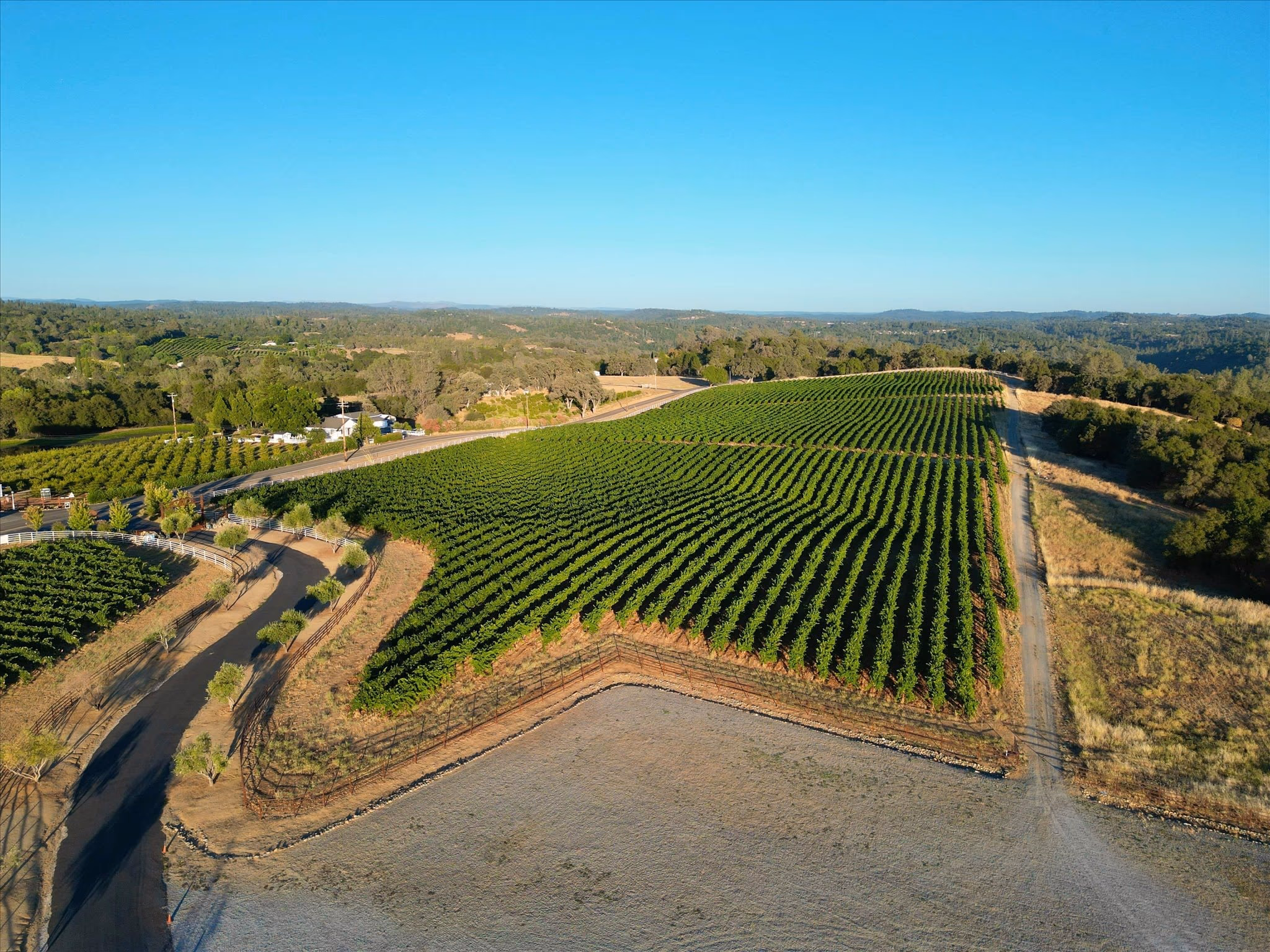 A planted vineyard block from the air, trellised rows running across a south-facing slope with oak woodland and the foothills behind.