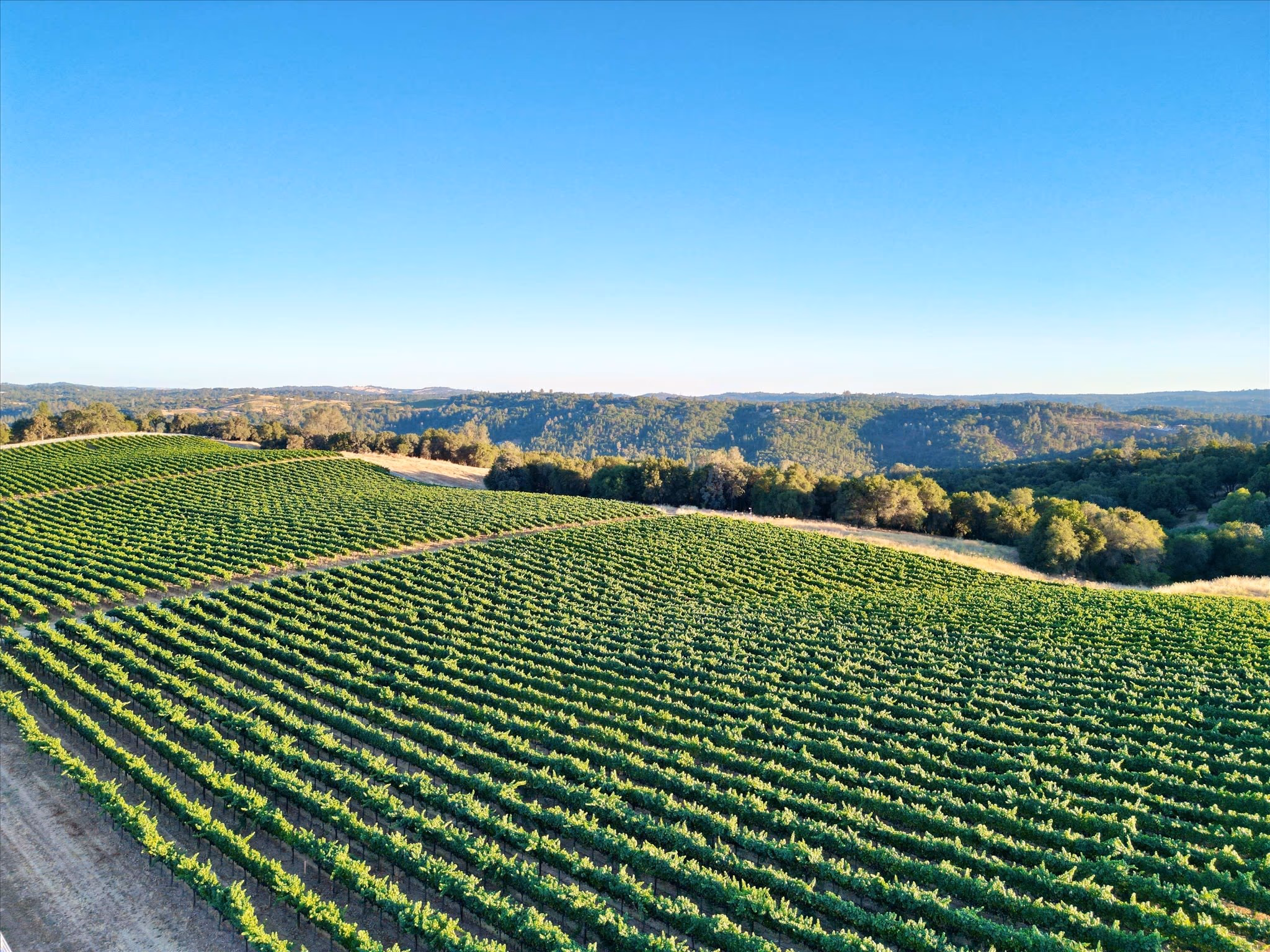 Vineyard rows running downhill toward oak woodland, with the Sierra foothills receding to the horizon.